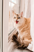 Bella