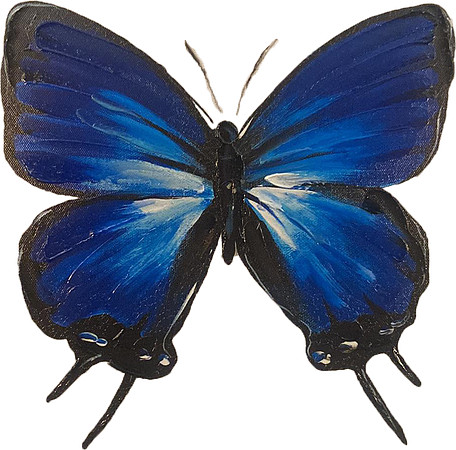 butterfly